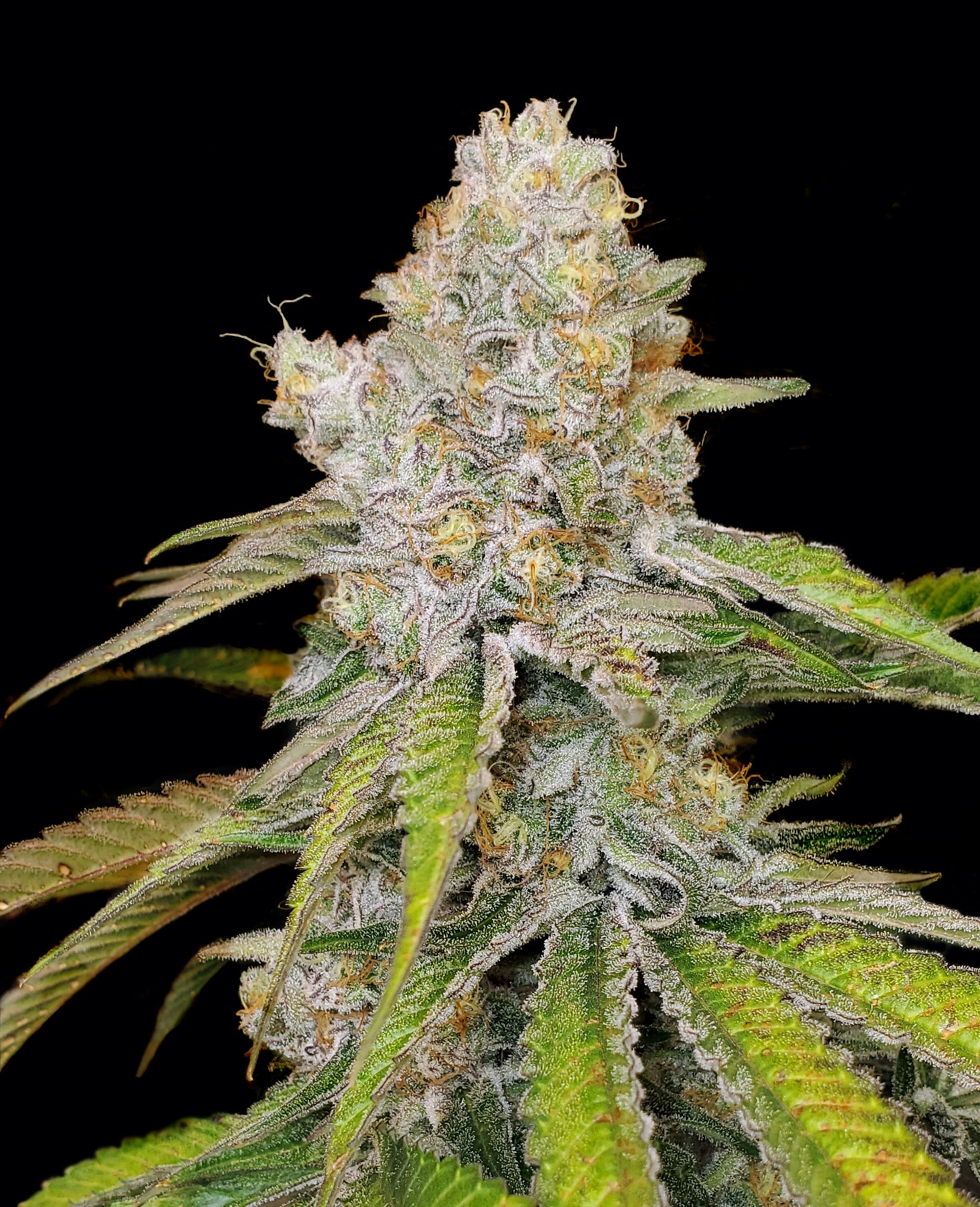 Star Punch (Elev8 Seeds) :: Cannabis Strain Info