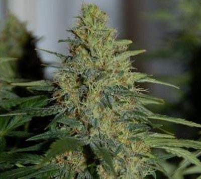 UK Cheese (Elev8 Seeds) :: Cannabis Strain Info