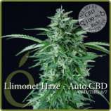 Élite Seeds Llimonet Haze Auto CBD