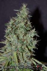 Eskobar Seeds Lady Cane F3