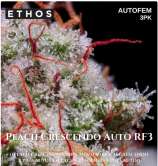 Ethos Genetics Peach Crescendo Auto