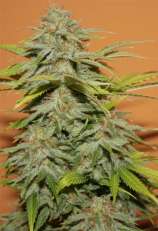 Eva Female Seeds Papas Candy