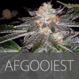 Exclusive Seeds Afgooiest