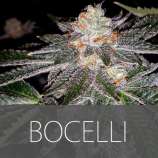 Exclusive Seeds Bocelli