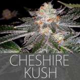 Exclusive Seeds Cheshire Kush