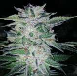 Exclusive Seeds Glaucoma OG