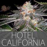 Exclusive Seeds Hotel California