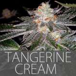 Exclusive Seeds Tangerine Cream