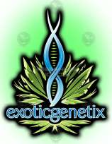 Exotic Genetix Wonka Bars