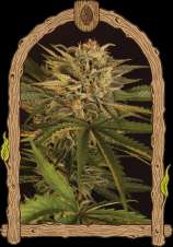 Exotic Seed Doctor Greenman Pure CBD