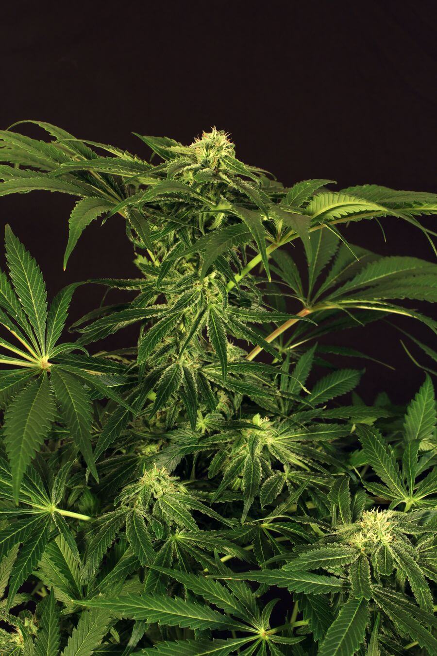 Green Gummy (Exotic Seed) :: Cannabis Strain Info