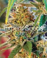 Expert Seeds California Orange