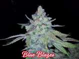 Fancy Weed Blue Blazes