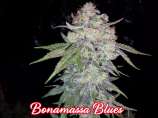 Fancy Weed Bonamassa Blues