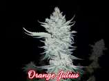 Fancy Weed Orange Julius