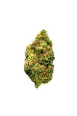 Fatbush Seeds Critical Jack