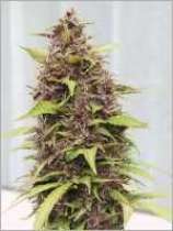 Female Seeds Purple Power