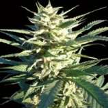 Finest Medicinal Seeds Citrus Skunk