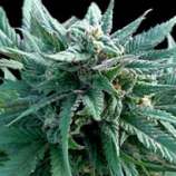 Finest Medicinal Seeds Medi Kush