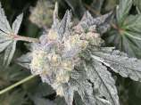 Flavor Chef Genetics Blue Alien Cake S1