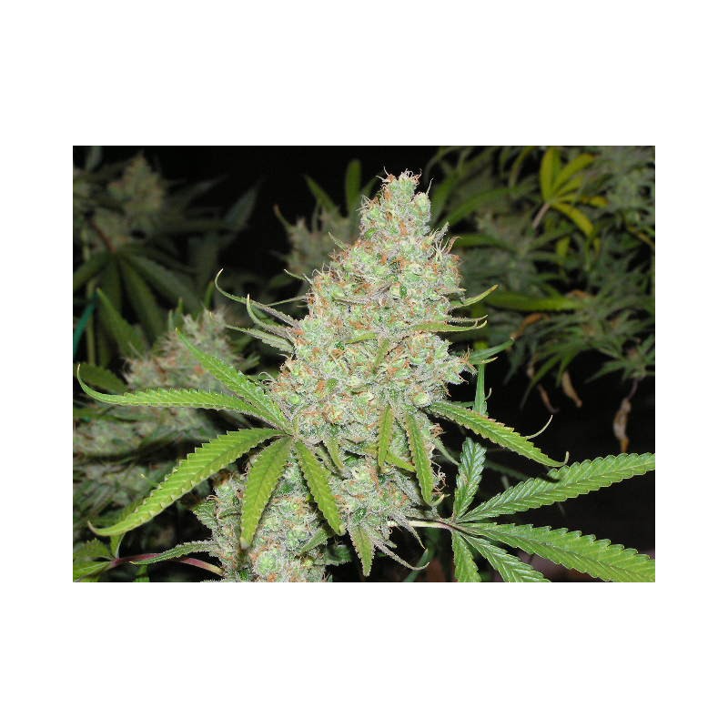 Cinderella 88 (Fleur du Mal) :: Cannabis Strain Info