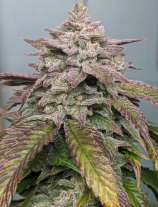 Freak Genetics Gorilla Hammer