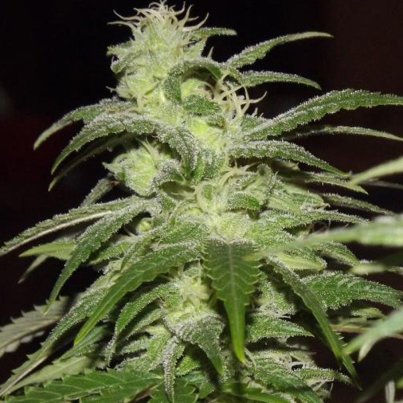 Persian Lime (by Frost Brothers) :: SeedFinder :: Strain Info
