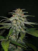 Fusion Seeds Lemonberry