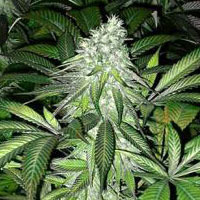 Pineapple Express (G13 Labs) :: Cannabis Strain Info