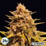 GB Strains Apple Fritter