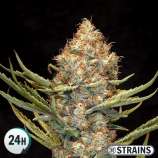 GB Strains Auto New Glue XXL