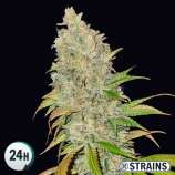 GB Strains Blue Cheese CBD