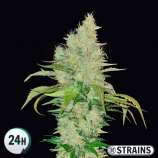 GB Strains Ice Cream Cake