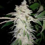 Gage Green Genetics Ambrosia