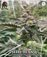 Ganja Farmer Seed Company Jelly Beans