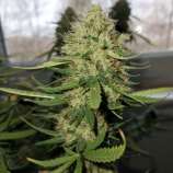 Ganja Farmer Seeds Gorilla GG4 Auto