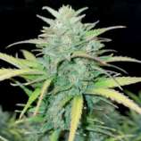 Ganja Farmer Seeds HulkBanner Auto