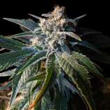 Ganja Farmer Seeds White Widow