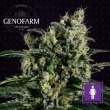 Genofarm Seeds Easy Haze