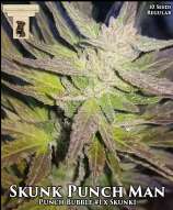 GibbsKutz Genetics Skunk Punch Man