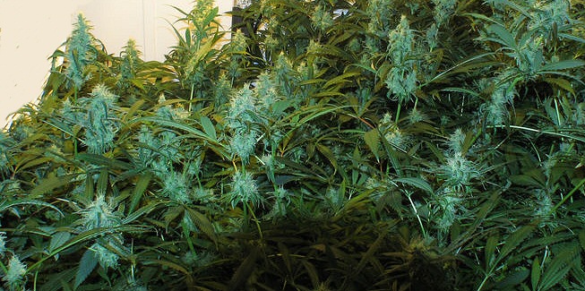 Bob Marley Goldenseed Cannabis Strain Info