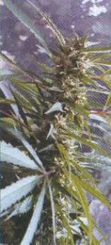 Good House Seeds Kalimero #1