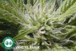 Good House Seeds White Tursk