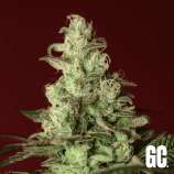 Grand Cru Genetics Ice Cream Cake