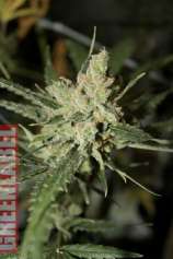 GreenLabel Seeds Automatic Amnesia