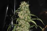 GreenLabel Seeds Blue Grape Dream