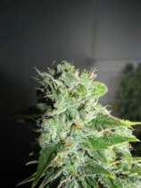 GreenLabel Seeds Frosty Kush