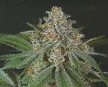 Green Devil Genetics Doja Bubba Berry