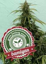 Green Fantasy Seeds Auto Bamiyan