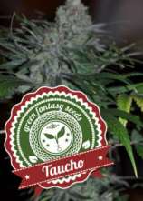 Green Fantasy Seeds Taucho